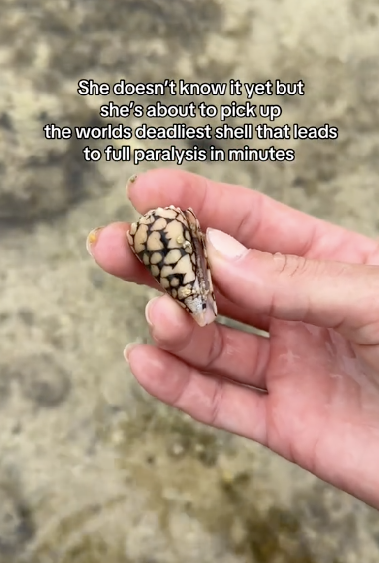 woman holding a seashell